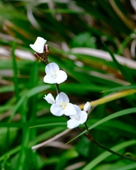 Libertia