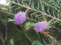 Melaleuca decussata