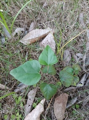 Pericampylus glaucus