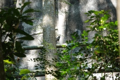 Parus minor commixtus