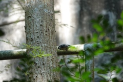 Parus minor commixtus