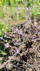 Verbena officinalis