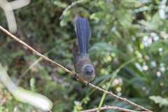 Rhipidura fuliginosa fuliginosa