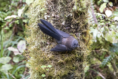 Rhipidura fuliginosa fuliginosa