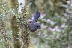 Rhipidura fuliginosa fuliginosa