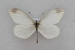 Leptidea amurensis