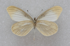 Leptidea amurensis