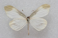 Leptidea amurensis