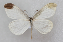 Leptidea amurensis