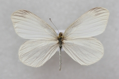 Leptidea amurensis