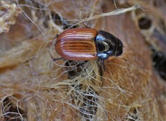 Aphodius