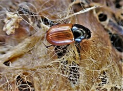 Aphodius