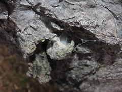 Opodiphthera eucalypti