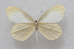 Leptidea amurensis