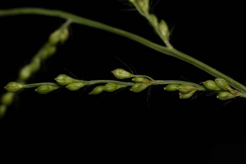 Urochloa ramosa, photograph 6