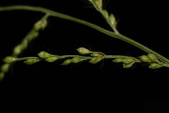 Urochloa ramosa