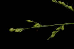 Urochloa ramosa