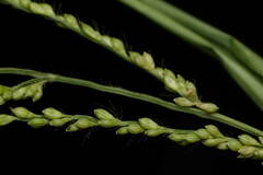 Urochloa ramosa