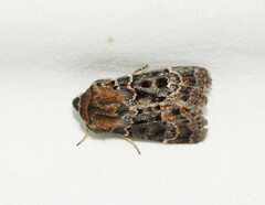 Proteuxoa sanguinipuncta