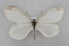 Leptidea amurensis