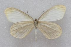 Leptidea amurensis