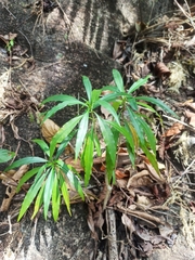 Alstonia