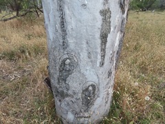 Opodiphthera eucalypti