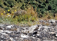 Anthus novaeseelandiae