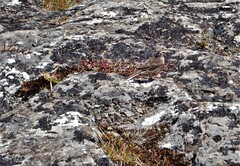 Anthus novaeseelandiae