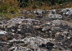 Anthus novaeseelandiae