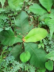 Acrotrema arnottianum