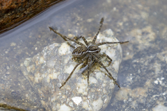 Dolomedes dondalei