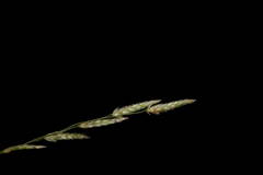 Eragrostis pectinacea