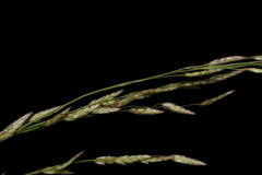 Eragrostis pectinacea