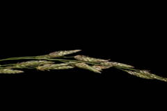 Eragrostis pectinacea