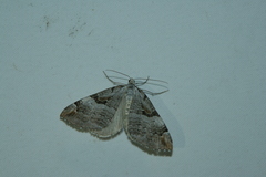 Aplocera praeformata