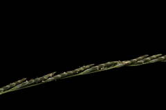 Diplachne fusca