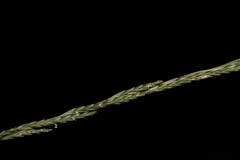 Diplachne fusca