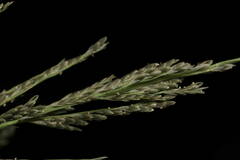 Diplachne fusca
