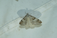 Aplocera praeformata