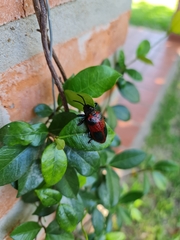 Coraliomela quadrimaculata