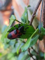 Coraliomela quadrimaculata
