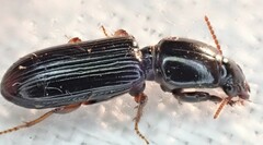 Clivina