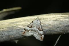 Aplocera praeformata