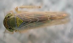 Batracomorphus