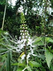 Orthosiphon aristatus