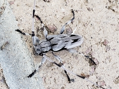 Acanthocinus nodosus