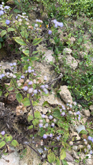 Ageratum conyzoides