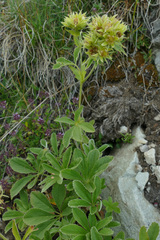 Potentilla valderia