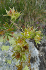Potentilla valderia
